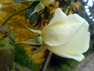 White rose photo. <i>(Family: Rosaceae, Species: Rosa)</i> <br>Photo Date: November 2007, Location: Turkey/Sakarya, By: Artislamic.com