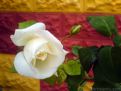 White rose photo. <i>(Family: Rosaceae, Species: Rosa)</i> <br>Photo Date: November 2007, Location: Turkey/Sakarya, By: Artislamic.com