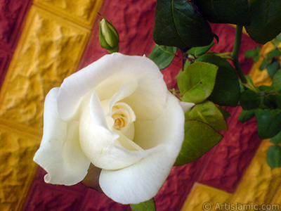 White rose photo. <i>(Family: Rosaceae, Species: Rosa)</i> <br>Photo Date: November 2007, Location: Turkey/Sakarya, By: Artislamic.com