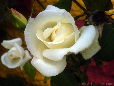 White rose photo. <i>(Family: Rosaceae, Species: Rosa)</i> <br>Photo Date: November 2007, Location: Turkey/Sakarya, By: Artislamic.com