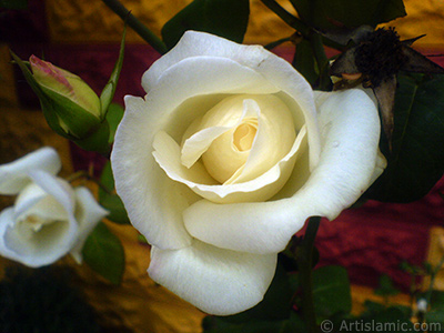 White rose photo. <i>(Family: Rosaceae, Species: Rosa)</i> <br>Photo Date: November 2007, Location: Turkey/Sakarya, By: Artislamic.com