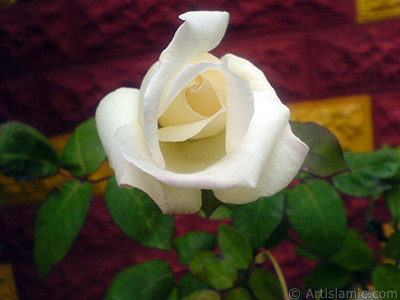 White rose photo. <i>(Family: Rosaceae, Species: Rosa)</i> <br>Photo Date: November 2007, Location: Turkey/Sakarya, By: Artislamic.com