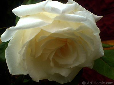 White rose photo. <i>(Family: Rosaceae, Species: Rosa)</i> <br>Photo Date: November 2007, Location: Turkey/Sakarya, By: Artislamic.com