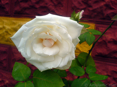 White rose photo. <i>(Family: Rosaceae, Species: Rosa)</i> <br>Photo Date: November 2007, Location: Turkey/Sakarya, By: Artislamic.com