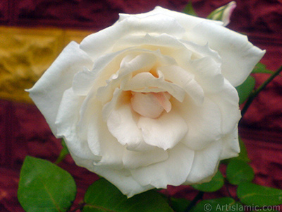 White rose photo. <i>(Family: Rosaceae, Species: Rosa)</i> <br>Photo Date: November 2007, Location: Turkey/Sakarya, By: Artislamic.com