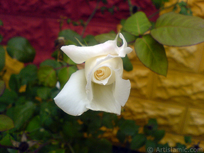 White rose photo. <i>(Family: Rosaceae, Species: Rosa)</i> <br>Photo Date: November 2007, Location: Turkey/Sakarya, By: Artislamic.com