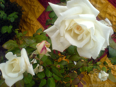 White rose photo. <i>(Family: Rosaceae, Species: Rosa)</i> <br>Photo Date: November 2007, Location: Turkey/Sakarya, By: Artislamic.com