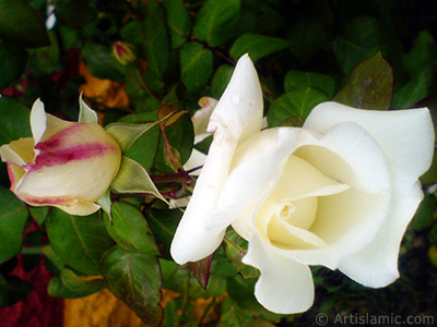 White rose photo. <i>(Family: Rosaceae, Species: Rosa)</i> <br>Photo Date: November 2007, Location: Turkey/Sakarya, By: Artislamic.com