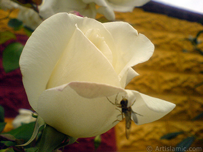 White rose photo. <i>(Family: Rosaceae, Species: Rosa)</i> <br>Photo Date: November 2007, Location: Turkey/Sakarya, By: Artislamic.com