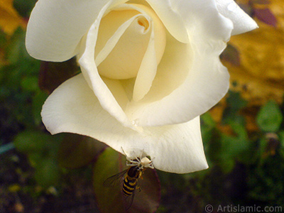 White rose photo. <i>(Family: Rosaceae, Species: Rosa)</i> <br>Photo Date: November 2007, Location: Turkey/Sakarya, By: Artislamic.com