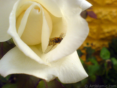 White rose photo. <i>(Family: Rosaceae, Species: Rosa)</i> <br>Photo Date: November 2007, Location: Turkey/Sakarya, By: Artislamic.com