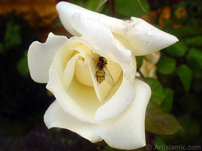 White rose photo. <i>(Family: Rosaceae, Species: Rosa)</i> <br>Photo Date: November 2007, Location: Turkey/Sakarya, By: Artislamic.com