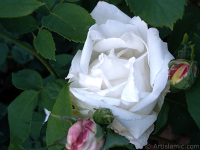 White rose photo. <i>(Family: Rosaceae, Species: Rosa)</i> <br>Photo Date: June 2006, Location: Turkey/Tekirdag, By: Artislamic.com