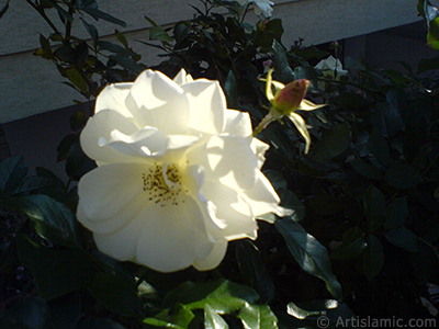 White rose photo. <i>(Family: Rosaceae, Species: Rosa)</i> <br>Photo Date: December 2006, Location: Turkey/Balkesir-Altnoluk, By: Artislamic.com