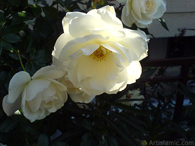 White rose photo. <i>(Family: Rosaceae, Species: Rosa)</i> <br>Photo Date: December 2006, Location: Turkey/Balkesir-Altnoluk, By: Artislamic.com