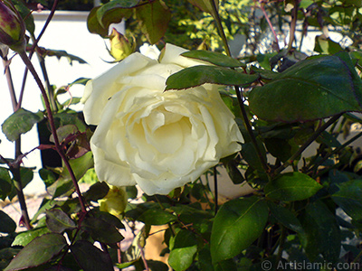 White rose photo. <i>(Family: Rosaceae, Species: Rosa)</i> <br>Photo Date: December 2006, Location: Turkey/Balkesir-Altnoluk, By: Artislamic.com