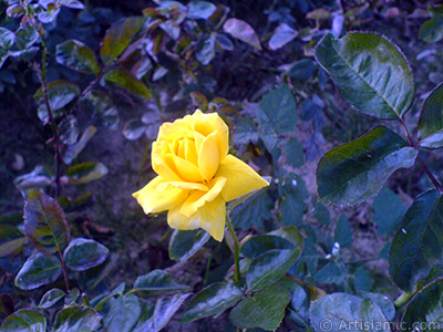 Yellow rose photo. <i>(Family: Rosaceae, Species: Rosa)</i> <br>Photo Date: October 2009, Location: Turkey/Istanbul, By: Artislamic.com