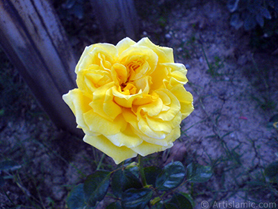Yellow rose photo. <i>(Family: Rosaceae, Species: Rosa)</i> <br>Photo Date: October 2009, Location: Turkey/Istanbul, By: Artislamic.com