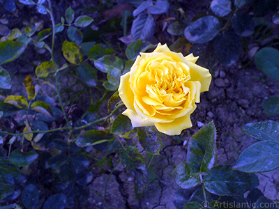 Yellow rose photo. <i>(Family: Rosaceae, Species: Rosa)</i> <br>Photo Date: October 2009, Location: Turkey/Istanbul, By: Artislamic.com