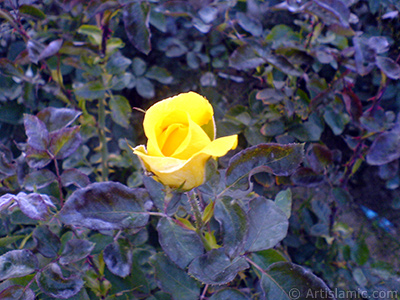 Yellow rose photo. <i>(Family: Rosaceae, Species: Rosa)</i> <br>Photo Date: October 2009, Location: Turkey/Istanbul, By: Artislamic.com