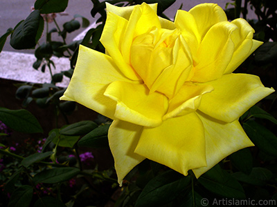 Yellow rose photo. <i>(Family: Rosaceae, Species: Rosa)</i> <br>Photo Date: August 2008, Location: Turkey/Yalova-Termal, By: Artislamic.com