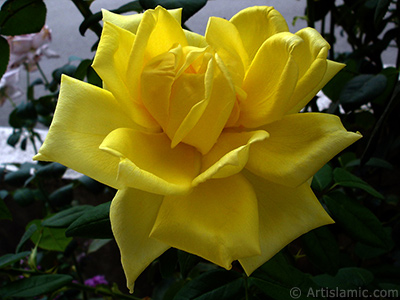 Yellow rose photo. <i>(Family: Rosaceae, Species: Rosa)</i> <br>Photo Date: August 2008, Location: Turkey/Yalova-Termal, By: Artislamic.com