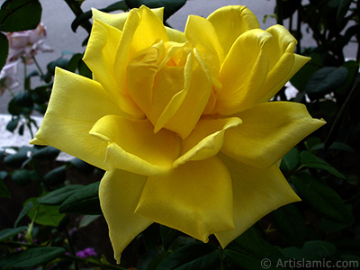 Sar gl resmi. <i>(Ailesi: Rosaceae, Tr: Rosa)</i> <br>ekim Tarihi: Austos 2008, Yer: Yalova-Termal, Fotoraf: islamiSanat.net