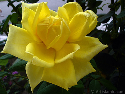 Yellow rose photo. <i>(Family: Rosaceae, Species: Rosa)</i> <br>Photo Date: August 2008, Location: Turkey/Yalova-Termal, By: Artislamic.com