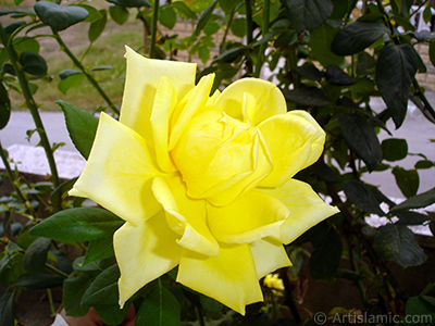 Yellow rose photo. <i>(Family: Rosaceae, Species: Rosa)</i> <br>Photo Date: August 2008, Location: Turkey/Yalova-Termal, By: Artislamic.com