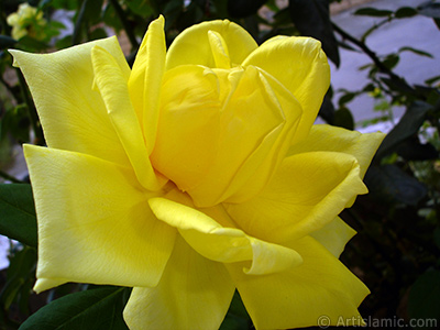 Yellow rose photo. <i>(Family: Rosaceae, Species: Rosa)</i> <br>Photo Date: August 2008, Location: Turkey/Yalova-Termal, By: Artislamic.com