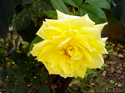 Yellow rose photo. <i>(Family: Rosaceae, Species: Rosa)</i> <br>Photo Date: August 2008, Location: Turkey/Yalova-Termal, By: Artislamic.com