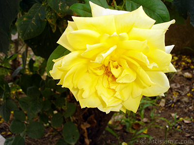 Yellow rose photo. <i>(Family: Rosaceae, Species: Rosa)</i> <br>Photo Date: August 2008, Location: Turkey/Yalova-Termal, By: Artislamic.com