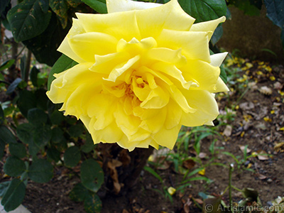 Yellow rose photo. <i>(Family: Rosaceae, Species: Rosa)</i> <br>Photo Date: August 2008, Location: Turkey/Yalova-Termal, By: Artislamic.com