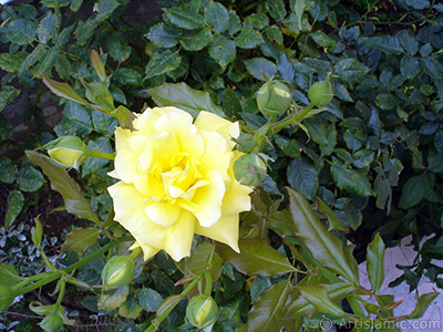 Yellow rose photo. <i>(Family: Rosaceae, Species: Rosa)</i> <br>Photo Date: August 2008, Location: Turkey/Yalova-Termal, By: Artislamic.com