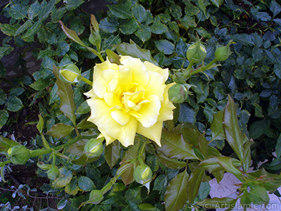 Yellow rose photo. <i>(Family: Rosaceae, Species: Rosa)</i> <br>Photo Date: August 2008, Location: Turkey/Yalova-Termal, By: Artislamic.com