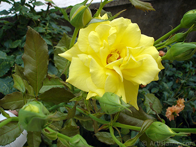 Yellow rose photo. <i>(Family: Rosaceae, Species: Rosa)</i> <br>Photo Date: August 2008, Location: Turkey/Yalova-Termal, By: Artislamic.com