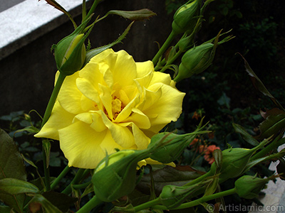 Yellow rose photo. <i>(Family: Rosaceae, Species: Rosa)</i> <br>Photo Date: August 2008, Location: Turkey/Yalova-Termal, By: Artislamic.com