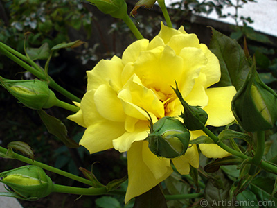 Yellow rose photo. <i>(Family: Rosaceae, Species: Rosa)</i> <br>Photo Date: August 2008, Location: Turkey/Yalova-Termal, By: Artislamic.com