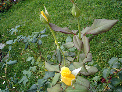 Yellow rose photo. <i>(Family: Rosaceae, Species: Rosa)</i> <br>Photo Date: August 2008, Location: Turkey/Yalova-Termal, By: Artislamic.com