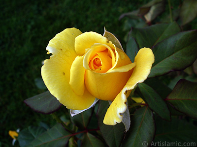 Yellow rose photo. <i>(Family: Rosaceae, Species: Rosa)</i> <br>Photo Date: August 2008, Location: Turkey/Yalova-Termal, By: Artislamic.com