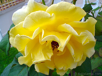 Yellow rose photo. <i>(Family: Rosaceae, Species: Rosa)</i> <br>Photo Date: August 2008, Location: Turkey/Yalova-Termal, By: Artislamic.com