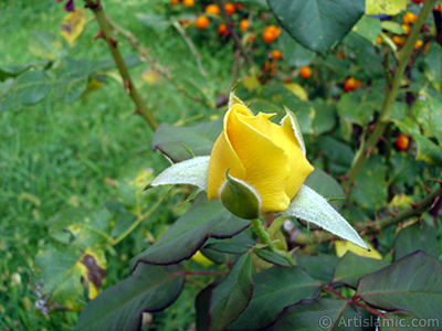 Yellow rose photo. <i>(Family: Rosaceae, Species: Rosa)</i> <br>Photo Date: August 2008, Location: Turkey/Yalova-Termal, By: Artislamic.com