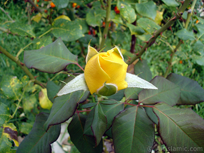 Yellow rose photo. <i>(Family: Rosaceae, Species: Rosa)</i> <br>Photo Date: August 2008, Location: Turkey/Yalova-Termal, By: Artislamic.com