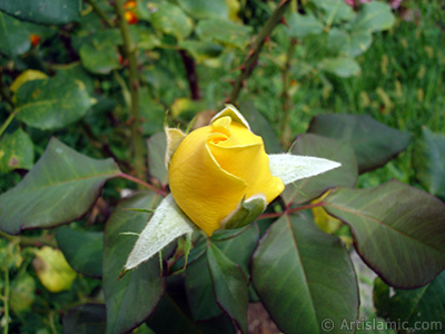 Yellow rose photo. <i>(Family: Rosaceae, Species: Rosa)</i> <br>Photo Date: August 2008, Location: Turkey/Yalova-Termal, By: Artislamic.com