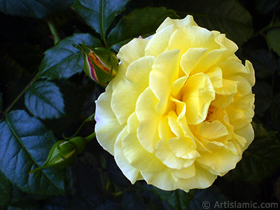 Yellow rose photo. <i>(Family: Rosaceae, Species: Rosa)</i> <br>Photo Date: May 2010, Location: Turkey/Istanbul, By: Artislamic.com