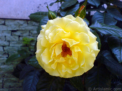 Yellow rose photo. <i>(Family: Rosaceae, Species: Rosa)</i> <br>Photo Date: May 2010, Location: Turkey/Istanbul, By: Artislamic.com