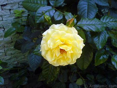 Yellow rose photo. <i>(Family: Rosaceae, Species: Rosa)</i> <br>Photo Date: May 2010, Location: Turkey/Istanbul, By: Artislamic.com