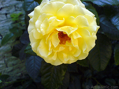 Yellow rose photo. <i>(Family: Rosaceae, Species: Rosa)</i> <br>Photo Date: May 2010, Location: Turkey/Istanbul, By: Artislamic.com