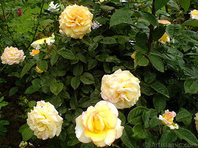 Sar gl resmi. <i>(Ailesi: Rosaceae, Tr: Rosa)</i> <br>ekim Tarihi: Mays 2007, Yer: Tekirda, Fotoraf: islamiSanat.net