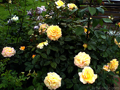 Yellow rose photo. <i>(Family: Rosaceae, Species: Rosa)</i> <br>Photo Date: May 2007, Location: Turkey/Tekirdag, By: Artislamic.com